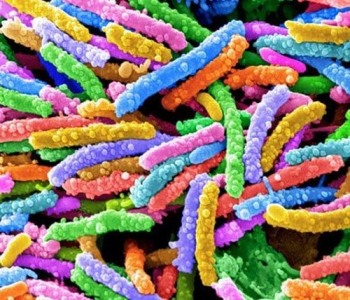 Самые интересные факты о бактериях