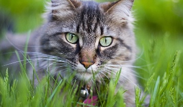 Самые интересные факты о котах и кошках