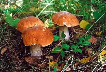 Самые интересные факты о грибах
