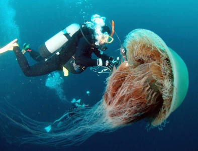 Самые Интересные факты о медузах