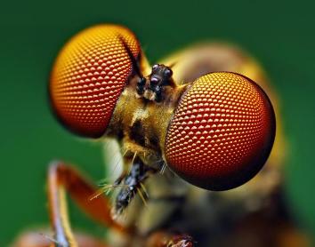 Самые интересные факты о насекомых