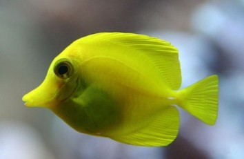 Самые интересные факты о рыбе