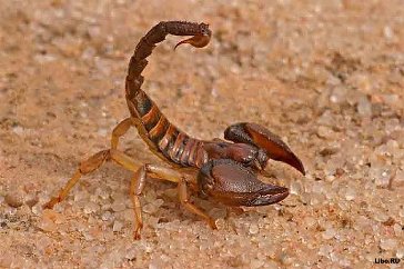 Самые интересные факты о Скорпионах